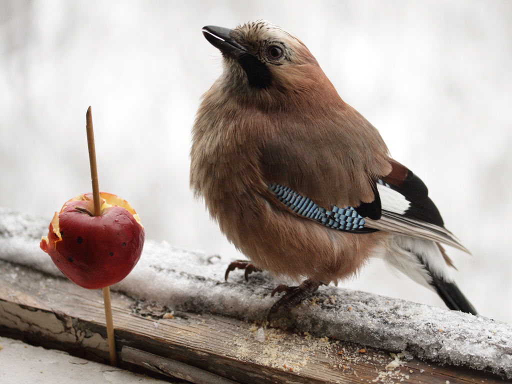 bird1.jpg