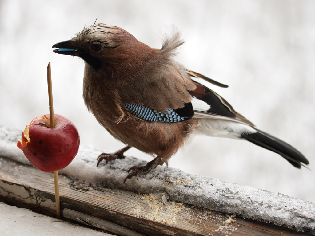 bird2.jpg