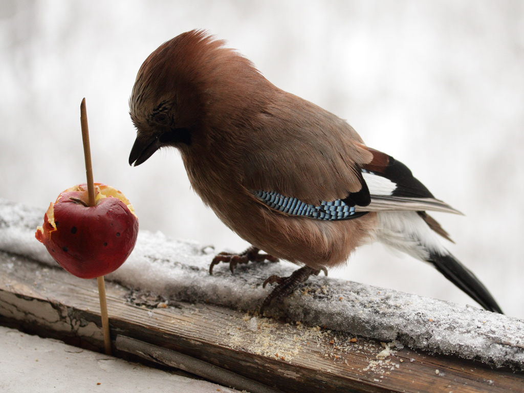 bird3.jpg